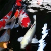 Koi