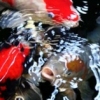 Koi 