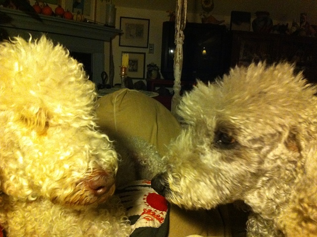 Maude & Harpo
