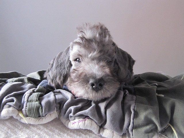 The new addition to the Family: Lily