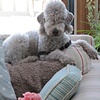 Maude