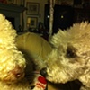 Maude & Harpo