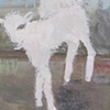 Baby Sheep