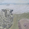 Sheep & Pig