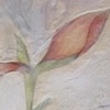Amaryllis with Pig