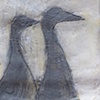 Cormorants