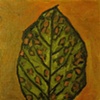 Persimmon leaf  
