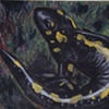 salamander