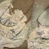detail 2
Hoary Headed Camp 2: restoration