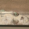 detail
Hoary Headed Camp 1: shelter