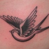 black bluebird
