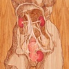 Female