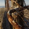 Rusty Fence