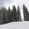 Spruce Line up 