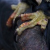 Talons