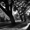 Morning Light 