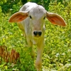Jungle Cows