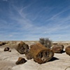 Petrified wood. 