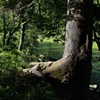 Underbrush 