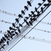 Cross wires