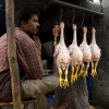 Poultry