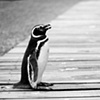 Penguin Boardwalk 