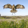 Flight