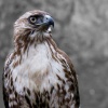 The Falconer