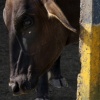 Bull 