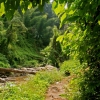 Jungle