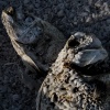 Dead Fish