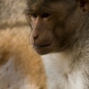 Temple Monkey