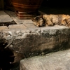 Sleeping Cat