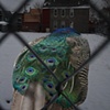 Untitled # 48  
