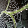 Linger - Detail