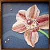 "Cymbidium Kimbodium" - Kim's orchid