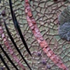 Ripple - detail 