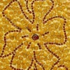 Flower with Flowers