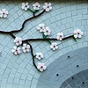 Cherry Blossoms