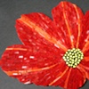 Bloom, in progress