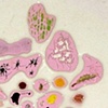Colorforms