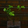 Place in Sunlight, Water When Conditions become Dry