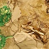 Topography