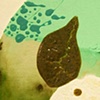Petri