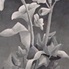 Still-Life