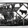 Cattle Crossing