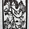Crepe Myrtle Study