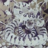 Rattlesnake 1