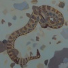 Rattlesnake 3