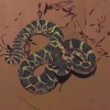 Rattlesnake 2
